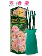 Саженец Роза Принцесса Шарлен де Монако Чайно-гибридная, 1 шт. Весна 2026  (артикул 10921054)  большой выбор товаров оптом и в розницу по низким ценам с доставкой