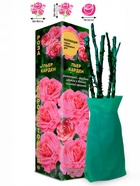 Саженец Роза Пьер Карден Чайно-гибридная, 1 шт. Весна 2026  (артикул 10921056)  большой выбор товаров оптом и в розницу по низким ценам с доставкой