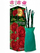 Саженец Роза Ред Интуишн Чайно-гибридная, 1 шт. Весна 2026  (артикул 10921058)  большой выбор товаров оптом и в розницу по низким ценам с доставкой