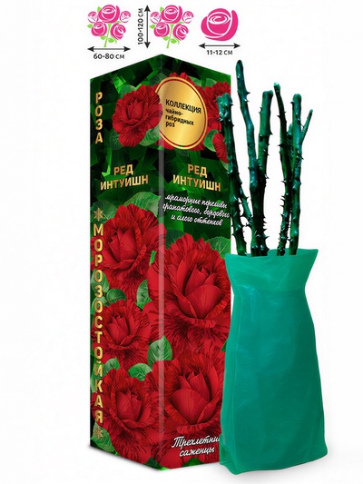 Саженец Роза чайно-гибридная «Ред Интуишн», 1 шт., Весна 2026