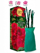 Саженец Роза Ред Наоми Чайно-гибридная-срезочная, 1 шт. Весна 2026  (артикул 10921059)  большой выбор товаров оптом и в розницу по низким ценам с доставкой