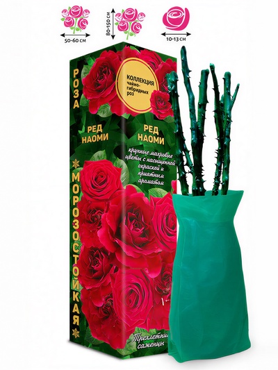 Саженец Роза чайно-гибридная-срезочная «Ред Наоми», 1 шт., Весна 2026