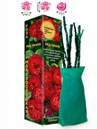 Саженец Роза Ред Пиано Чайно-гибридная, 1 шт. Весна 2026  (артикул 10921061)  большой выбор товаров оптом и в розницу по низким ценам с доставкой