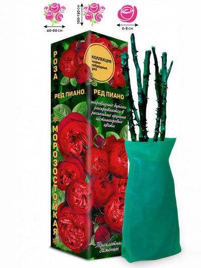 Саженец Роза чайно-гибридная «Ред Пиано», 1 шт., Весна 2026