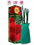 Саженец Роза Самарканда Чайно-гибридная, 1 шт. Весна 2026  (артикул 10921062)  большой выбор товаров оптом и в розницу по низким ценам с доставкой