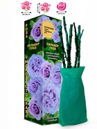 Саженец Роза Сильвер Грей Чайно-гибридная, 1 шт. Весна 2026  (артикул 10921064)  большой выбор товаров оптом и в розницу по низким ценам с доставкой