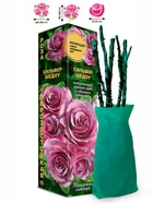 Саженец Роза Сильвер Шедоу Чайно-гибридная, 1 шт. Весна 2026  (артикул 10921065)  большой выбор товаров оптом и в розницу по низким ценам с доставкой