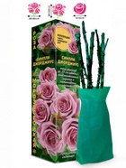 Саженец Роза Симпли Джорджиус Чайно-гибридная, 1 шт. Весна 2026  (артикул 10921066)  большой выбор товаров оптом и в розницу по низким ценам с доставкой