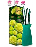 Саженец Роза Супер Грин Чайно-гибридная, 1 шт. Весна 2026  (артикул 10921067)  большой выбор товаров оптом и в розницу по низким ценам с доставкой