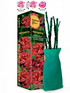 Саженец Роза Терракота Чайно-гибридная, 1 шт. Весна 2026  (артикул 10921069)  большой выбор товаров оптом и в розницу по низким ценам с доставкой