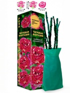 Саженец Роза Тигровая Фантазия Чайно-гибридная, 1 шт. Весна 2026  (артикул 10921071)  большой выбор товаров оптом и в розницу по низким ценам с доставкой