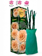 Саженец Роза Тоффи Чайно-гибридная, 1 шт. Весна 2026  (артикул 10921073)  большой выбор товаров оптом и в розницу по низким ценам с доставкой