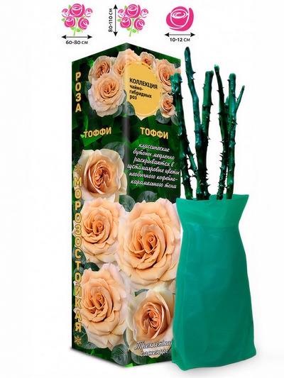 Саженец Роза Тоффи Чайно-гибридная, 1 шт. Весна 2026