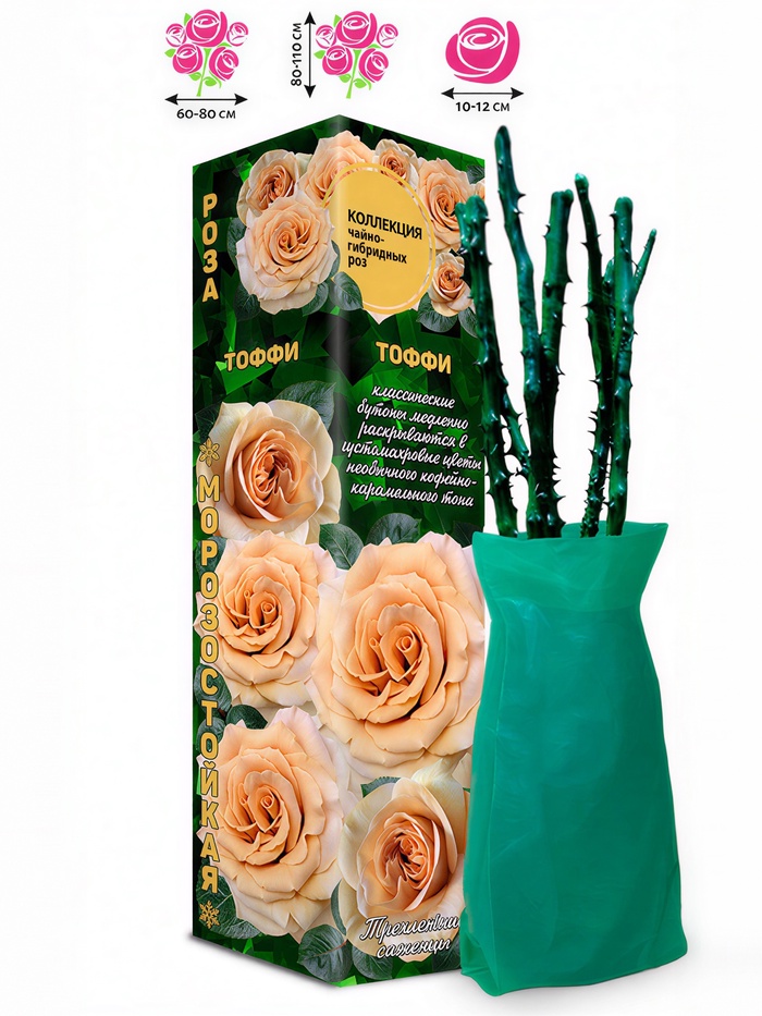 Саженец Роза Тоффи Чайно-гибридная, 1 шт. Весна 2026 - Фото 1