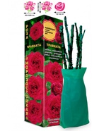 Саженец Роза Травиата Чайно-гибридная, 1 шт. Весна 2026  (артикул 10921074)  большой выбор товаров оптом и в розницу по низким ценам с доставкой