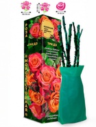 Саженец Роза Три Дэ Чайно-гибридная, 1 шт. Весна 2026  (артикул 10921075)  большой выбор товаров оптом и в розницу по низким ценам с доставкой