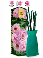 Саженец Роза Ту Фэйс Чайно-гибридная-срезочная, 1 шт. Весна 2026  (артикул 10921076)  большой выбор товаров оптом и в розницу по низким ценам с доставкой