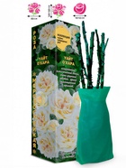 Саженец Роза Уайт Охара Чайно-гибридная, 1 шт. Весна 2026  (артикул 10921077)  большой выбор товаров оптом и в розницу по низким ценам с доставкой