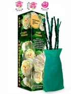 Саженец Роза Уайт Пиано Чайно-гибридная, 1 шт. Весна 2026  (артикул 10921078)  большой выбор товаров оптом и в розницу по низким ценам с доставкой