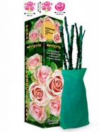 Саженец Роза Фрутетто Чайно-гибридная, 1 шт. Весна 2026  (артикул 10921079)  большой выбор товаров оптом и в розницу по низким ценам с доставкой