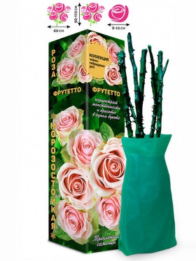 Саженец Роза чайно - гибридная «Фрутетто», «Золотая Сотка Алтая», 1 шт., Весна 2026