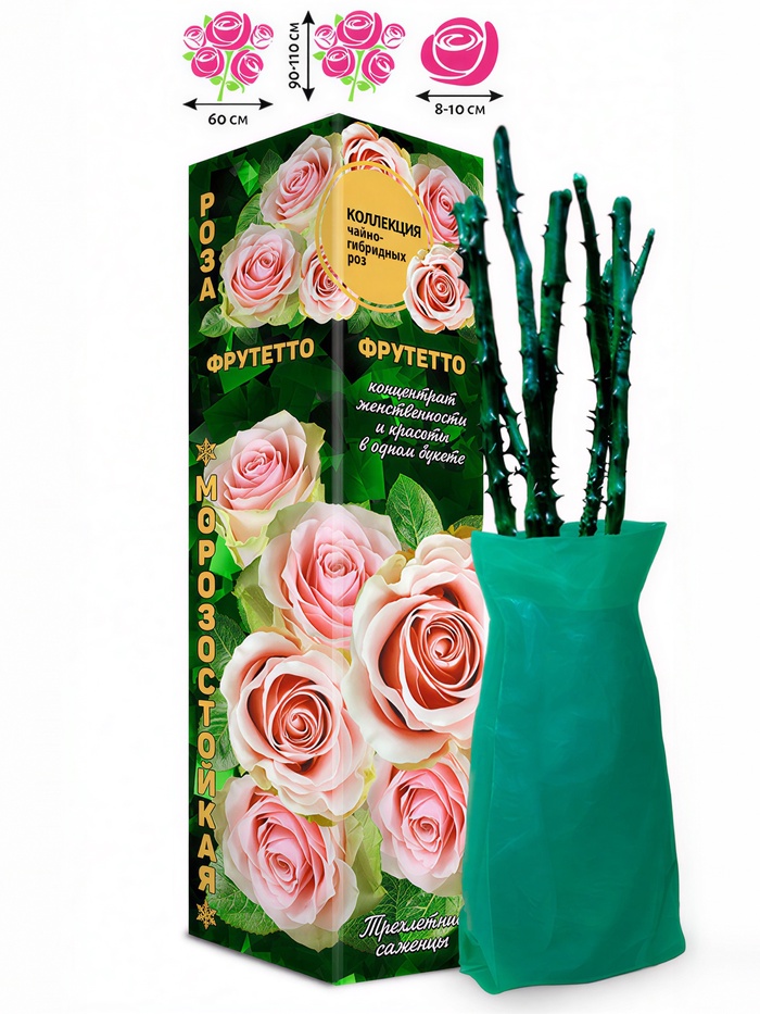 Саженец Роза чайно - гибридная «Фрутетто», «Золотая Сотка Алтая», 1 шт., Весна 2026