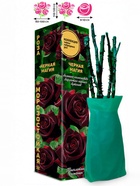 Саженец Роза Черная Магия Чайно-гибридная, 1 шт. Весна 2026  (артикул 10921081)  большой выбор товаров оптом и в розницу по низким ценам с доставкой