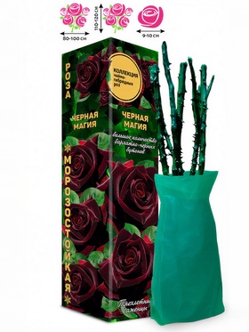 Саженец Роза чайно - гибридная «Черная Магия», «Золотая Сотка Алтая», 1 шт., Весна 2026