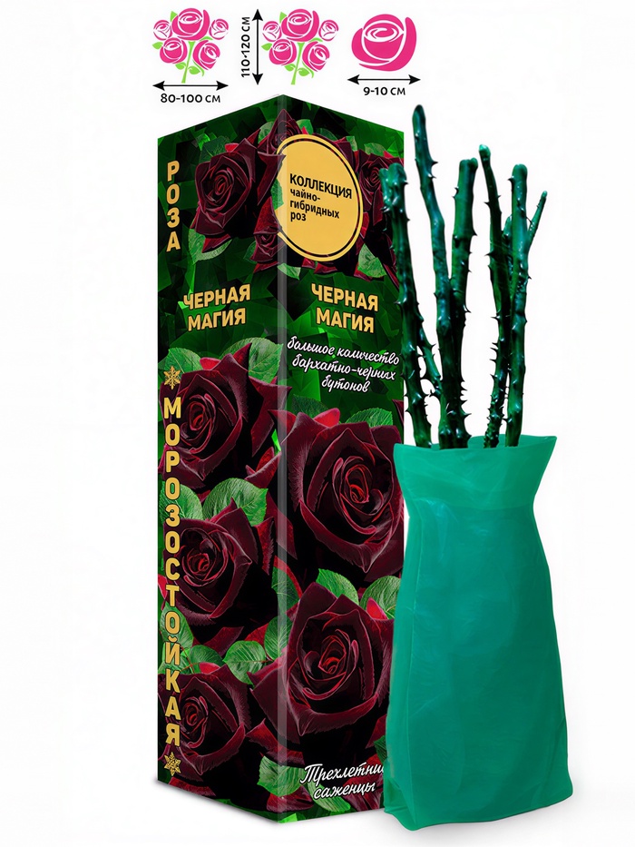 Саженец Роза чайно - гибридная «Черная Магия», «Золотая Сотка Алтая», 1 шт., Весна 2026