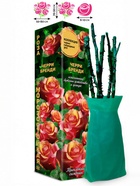 Саженец Роза Черри Бренди Чайно-гибридная, 1 шт. Весна 2026  (артикул 10921082)  большой выбор товаров оптом и в розницу по низким ценам с доставкой