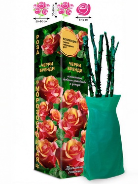 Саженец Роза чайно - гибридная «Черри Бренди», «Золотая Сотка Алтая», 1 шт., Весна 2026