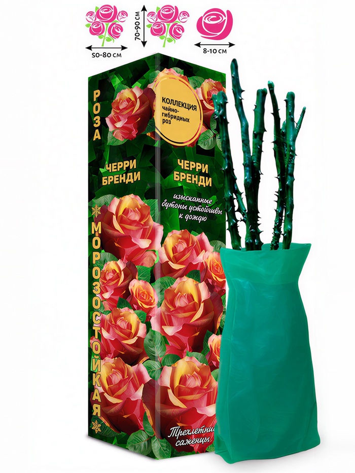 Саженец Роза чайно - гибридная «Черри Бренди», «Золотая Сотка Алтая», 1 шт., Весна 2026