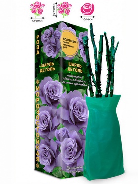 Саженец Роза чайно - гибридная «Шарль Де Голь», 1 шт., «Золотая Сотка Алтая», Весна 2026