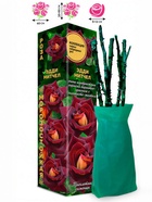 Саженец Роза Эдди Митчел Чайно-гибридная, 1 шт. Весна 2026  (артикул 10921086)  большой выбор товаров оптом и в розницу по низким ценам с доставкой