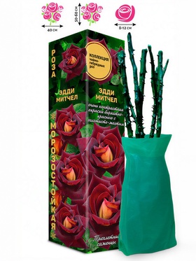 Саженец Роза чайно - гибридная «Эдди Митчел», 1 шт., «Золотая Сотка Алтая», Весна 2026