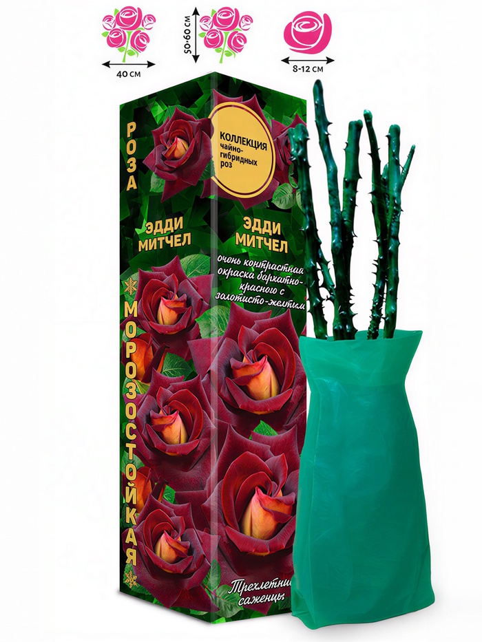 Саженец Роза чайно - гибридная «Эдди Митчел», 1 шт., «Золотая Сотка Алтая», Весна 2026