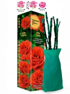 Саженец Роза Эль Торо Чайно-гибридная, 1 шт. Весна 2026  (артикул 10921087)  большой выбор товаров оптом и в розницу по низким ценам с доставкой