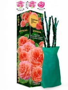 Саженец Роза Этруска Чайно-гибридная, 1 шт. Весна 2026  (артикул 10921088)  большой выбор товаров оптом и в розницу по низким ценам с доставкой