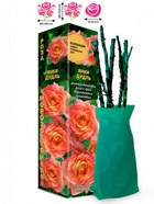 Саженец Роза Янки Дудль Чайно-гибридная, 1 шт. Весна 2026  (артикул 10921089)  большой выбор товаров оптом и в розницу по низким ценам с доставкой