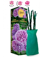 Саженец Роза Блю Романеско Японская Чайно-гибридная 1 шт. Весна 2026  (артикул 10921092)  большой выбор товаров оптом и в розницу по низким ценам с доставкой