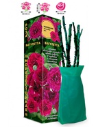 Саженец Роза Вагулетта Японская-Флорибунда, 1 шт. Весна 2026  (артикул 10921093)  большой выбор товаров оптом и в розницу по низким ценам с доставкой