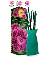 Саженец Роза Гектор Японская-Шраб, 1 шт. Весна 2026  (артикул 10921095)  большой выбор товаров оптом и в розницу по низким ценам с доставкой