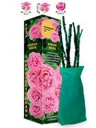 Саженец Роза Корал Желе Японская-шраб, 1 шт. Весна 2026  (артикул 10921098)  большой выбор товаров оптом и в розницу по низким ценам с доставкой