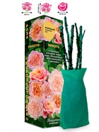 Саженец Роза Микото Японская-Шраб, 1 шт. Весна 2026  (артикул 10921101)  большой выбор товаров оптом и в розницу по низким ценам с доставкой