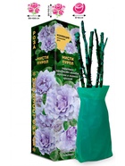 Саженец Роза Мисти Пурпл Японская-Флорибунда, 1 шт. Весна 2026  (артикул 10921102)  большой выбор товаров оптом и в розницу по низким ценам с доставкой