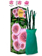 Саженец Роза Мияби Японская-Шраб, 1 шт. Весна 2026  (артикул 10921103)  большой выбор товаров оптом и в розницу по низким ценам с доставкой