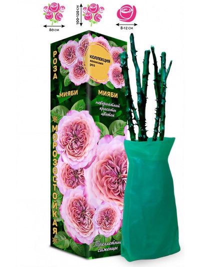 Саженец Роза Мияби Японская-Шраб, 1 шт. Весна 2026