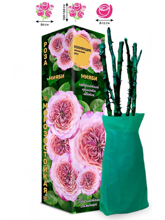 Саженец Роза Мияби Японская-Шраб, 1 шт. Весна 2026 - Фото 1