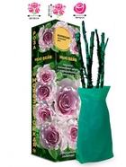 Саженец Роза Нью Вейв Японская-Чайно-гибридная, 1 шт. Весна 2026  (артикул 10921104)  большой выбор товаров оптом и в розницу по низким ценам с доставкой