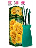 Саженец Роза Пайн Дрим Японская-Чайно-гибридная, 1 шт. Весна 2026  (артикул 10921105)  большой выбор товаров оптом и в розницу по низким ценам с доставкой